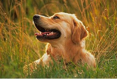 《战地6》屏幕空间环境光遮蔽和全局光照最影响性能